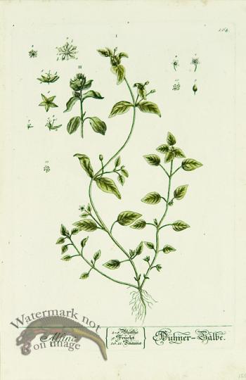 Blackwell German 142